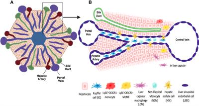 The multifaceted role of macrophages during acute liver injury